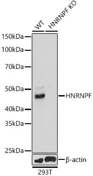 <b>Genetic Strategies Validation. </b>Western Blot: hnRNP F Antibody - BSA Free [NBP3-03421] - Western blot analysis of extracts from wild type(WT) and hnRNP F knockout (KO) 293T cells, using hnRNP F antibody (A5505) at 1:3000 dilution.Secondary antibody: HRP Goat Anti-Rabbit IgG (H+L) (AS014) at 1:10000 dilution.Lysates/proteins: 25μg per lane.Blocking buffer: 3% nonfat dry milk in TBST.Detection: ECL Basic Kit (RM00020).Exposure time: 5s.