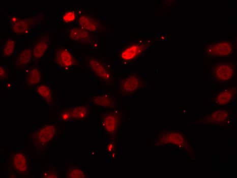 Immunocytochemistry/ Immunofluorescence: hnRNP F Antibody - BSA Free [NBP3-03421] - Immunofluorescence analysis of U2OS cells using hnRNP F antibody (A5505). Blue: DAPI for nuclear staining.