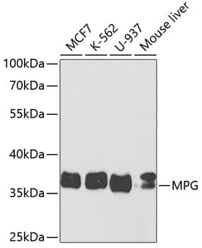 <b>Genetic Strategies Validation. </b>Western Blot: MPG Antibody - Azide and BSA Free [MPG] - Western blot analysis of various lysates using MPG Rabbit pAb  at 1:1000 dilution.Secondary antibody: HRP-conjugated Goat anti-Rabbit IgG (H+L)  at 1:10000 dilution.Lysates/proteins: 25ug per lane.Blocking buffer: 3% nonfat dry milk in TBST.Detection: ECL Enhanced Kit .Exposure time: 40s.