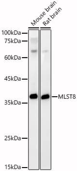 Western Blot: GBL Antibody - BSA Free [NBP3-03450] - Western blot analysis of various lysates, using GBL Rabbit pAb (A1059) at 1:400 dilution.Secondary antibody: HRP Goat Anti-Rabbit IgG (H+L) (AS014) at 1:10000 dilution.Lysates/proteins: 25μg per lane.Blocking buffer: 3% nonfat dry milk in TBST.Detection: ECL Basic Kit (RM00020).Exposure time: 60s.