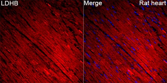 Immunocytochemistry/ Immunofluorescence: Lactate Dehydrogenase B Antibody - BSA Free [Lactate Dehydrogenase B] - Immunofluorescence analysis of Rat heart tissue using Lactate Dehydrogenase B Rabbit pAb  at a dilution of 1:100 (40x lens). Secondary antibody: Cy3-conjugated Goat anti-Rabbit IgG (H+L) at 1:500 dilution. Blue: DAPI for nuclear staining. High pressure antigen retrieval performed with 0.01M Citrate Buffer(pH 6.0) prior to IF staining.