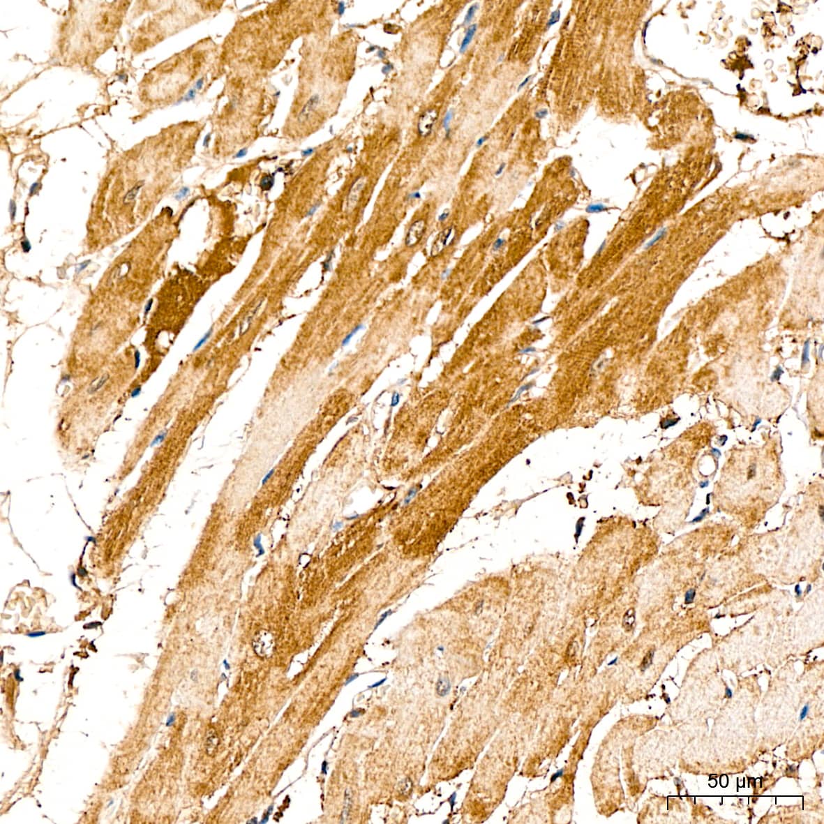 Immunohistochemistry: Lactate Dehydrogenase B Antibody - BSA Free [Lactate Dehydrogenase B] - Immunohistochemistry analysis of Lactate Dehydrogenase B in paraffin-embedded Rat heart tissue using Lactate Dehydrogenase B Rabbit pAb  at a dilution of 1:200 (40x lens). High pressure antigen retrieval performed with 0.01M Citrate Buffer(pH 6.0) prior to IHC staining.