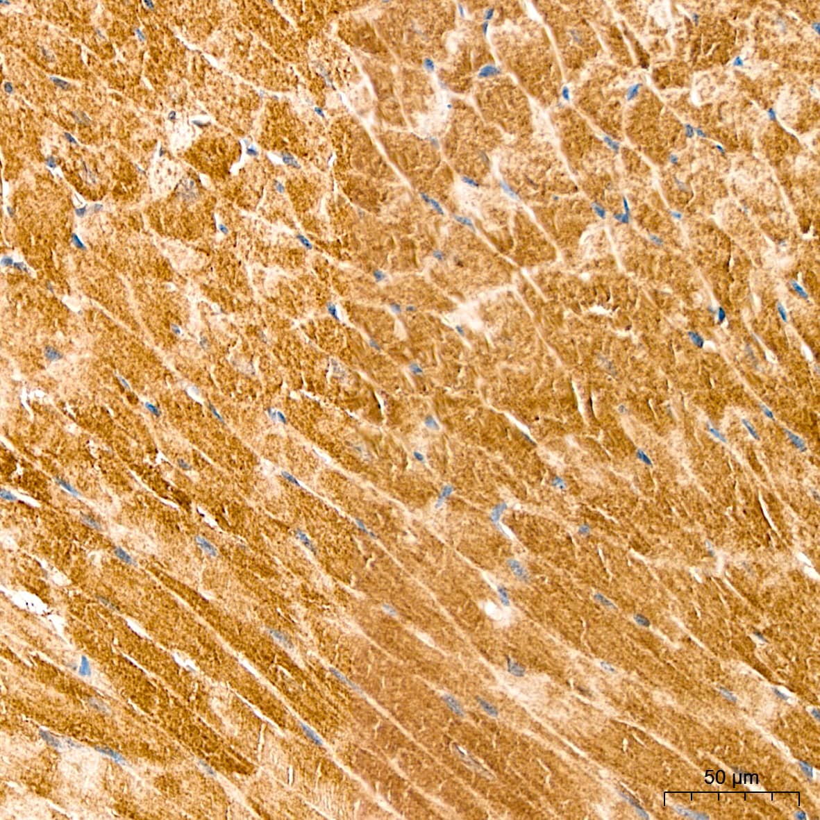 Immunohistochemistry: Lactate Dehydrogenase B Antibody - BSA Free [Lactate Dehydrogenase B] - Immunohistochemistry analysis of Lactate Dehydrogenase B in paraffin-embedded Mouse heart tissue using Lactate Dehydrogenase B Rabbit pAb  at a dilution of 1:200 (40x lens). High pressure antigen retrieval performed with 0.01M Citrate Buffer(pH 6.0) prior to IHC staining.
