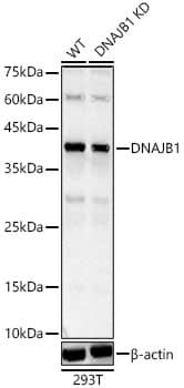 Western Blot: HSP40/DNAJB1 Antibody - BSA Free [HSP40/DNAJB1] - Western blot analysis of lysates from 293T cells using [KO Validated] HSP40/DNAJB1 Rabbit pAb at 1:1000 dilution.Secondary antibody: HRP Goat Anti-Rabbit IgG (H+L)  at 1:10000 dilution.Lysates/proteins: 25 ug per lane.Blocking buffer: 3% nonfat dry milk in TBST.Detection: ECL Basic Kit .Exposure time: 30s.