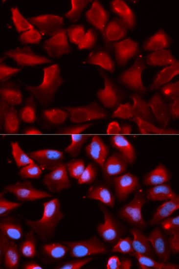 Immunocytochemistry/ Immunofluorescence: HSP40/DNAJB1 Antibody - BSA Free [HSP40/DNAJB1] - Immunofluorescence analysis of U2OS cells using [KO Validated] HSP40/DNAJB1 Rabbit pAb . Secondary antibody: Cy3 Goat Anti-Rabbit IgG (H+L)  at 1:500 dilution. Blue: DAPI for nuclear staining.