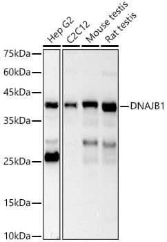 Western Blot: HSP40/DNAJB1 Antibody - BSA Free [HSP40/DNAJB1] - Western blot analysis of various lysates using [KO Validated] HSP40/DNAJB1 Rabbit pAb  at 1:1000 dilution. Secondary antibody: HRP Goat Anti-Rabbit IgG (H+L)  at 1:10000 dilution. Lysates / proteins: 25 ug per lane. Blocking buffer: 3 % nonfat dry milk in TBST. Detection: ECL Basic Kit . Exposure time: 30s.