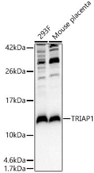 Western Blot: HSPC132 Antibody - BSA Free [NBP3-03517] - Western blot analysis of various lysates, using HSPC132 Rabbit pAb at 1:3000 dilution.Secondary antibody: HRP-conjugated Goat anti-Rabbit IgG (H+L) at 1:10000 dilution.Lysates/proteins: 25ug per lane.Blocking buffer: 3% nonfat dry milk in TBST.Detection: ECL Basic Kit.Exposure time: 90s.