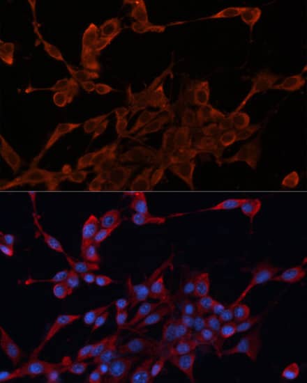 <b>Genetic Strategies Validation. </b>Immunocytochemistry/ Immunofluorescence: HDJ2 Antibody - Azide and BSA Free [HDJ2] - Immunofluorescence analysis of NIH/3T3 cells using [KO Validated] HDJ2 Rabbit pAb  at dilution of 1:100. Secondary antibody: Cy3-conjugated Goat anti-Rabbit IgG (H+L)  at 1:500 dilution. Blue: DAPI for nuclear staining.