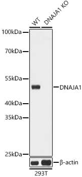 Western Blot: HDJ2 Antibody - Azide and BSA Free [HDJ2] - Western blot analysis of lysates from wild type(WT) and HDJ2 knockout (KO) 293T(KO) cells, using [KO Validated] HDJ2 Rabbit pAb  at 1:3000 dilution.Secondary antibody: HRP-conjugated Goat anti-Rabbit IgG (H+L)  at 1:10000 dilution.Lysates/proteins: 25ug per lane.Blocking buffer: 3% nonfat dry milk in TBST.Detection: ECL Basic Kit .Exposure time: 1s.