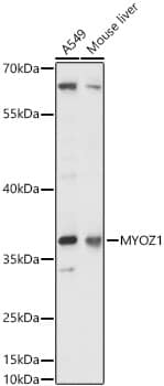 Western Blot: Myozenin 1 Antibody - Azide and BSA Free [Myozenin 1] - Western blot analysis of various lysates using Myozenin 1 Rabbit pAb  at 1:1000 dilution incubated overnight at 4C.Secondary antibody: HRP-conjugated Goat anti-Rabbit IgG (H+L)  at 1:10000 dilution.Lysates/proteins: 25 ug per lane.Blocking buffer: 3% nonfat dry milk in TBST.Detection: ECL Enhanced Kit .Exposure time: 30s.