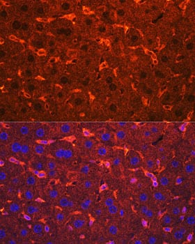 Immunocytochemistry/ Immunofluorescence: Ceruloplasmin Antibody - Azide and BSA Free [Ceruloplasmin] - Immunofluorescence analysis of paraffin-embedded Mouse liver using Ceruloplasmin Rabbit pAb  at dilution of 1:100. Secondary antibody: Cy3-conjugated Goat anti-Rabbit IgG (H+L)  at 1:500 dilution. Blue: DAPI for nuclear staining.