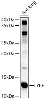 Western Blot: Ly-6E Antibody - BSA Free [NBP3-03570] - Western blot analysis of Rat lung, using Ly-6E antibody (A10225) at  1:1000 dilution.Secondary antibody: HRP Goat Anti-Rabbit IgG (H+L) (AS014) at 1:10000 dilution.Lysates/proteins: 25μg per lane.Blocking buffer: 3% nonfat dry milk in TBST.Detection: ECL Basic Kit (RM00020).Exposure time: 90s.