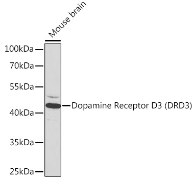 Western Blot Dopamine D3R/DRD3 Antibody - BSA Free