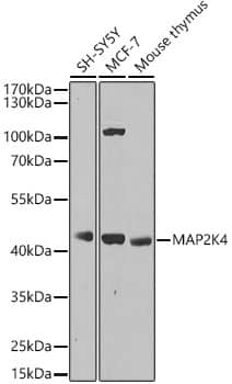 Western Blot: MKK4/MEK4 Antibody - BSA Free [MKK4/MEK4] - Western blot analysis of various lysates, using MKK4/MEK4 Rabbit pAb  at 1:1000 dilution.Secondary antibody: HRP-conjugated Goat anti-Rabbit IgG (H+L)  at 1:10000 dilution.Lysates/proteins: 25ug per lane.Blocking buffer: 3% nonfat dry milk in TBST.Detection: ECL Basic Kit .Exposure time: 30s.