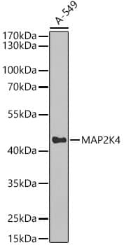 Western Blot: MKK4/MEK4 Antibody - BSA Free [MKK4/MEK4] - Western blot analysis of lysates from A-549 cells, using MKK4/MEK4 Rabbit pAb  at 1:1000 dilution.Secondary antibody: HRP-conjugated Goat anti-Rabbit IgG (H+L)  at 1:10000 dilution.Lysates/proteins: 25ug per lane.Blocking buffer: 3% nonfat dry milk in TBST.Detection: ECL Basic Kit .Exposure time: 30s.