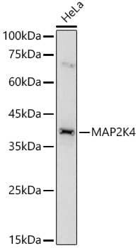 Western Blot: MKK4/MEK4 Antibody - BSA Free [MKK4/MEK4] - Western blot analysis of lysates from HeLa cells, using MKK4/MEK4 Rabbit pAb  at  1:700 dilution.Secondary antibody: HRP-conjugated Goat anti-Rabbit IgG (H+L)  at 1:10000 dilution.Lysates/proteins: 25ug per lane.Blocking buffer: 3% nonfat dry milk in TBST.Detection: ECL Basic Kit .Exposure time: 60s.