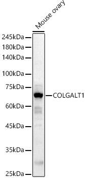 Western Blot GLT25D1 Antibody - Azide and BSA Free