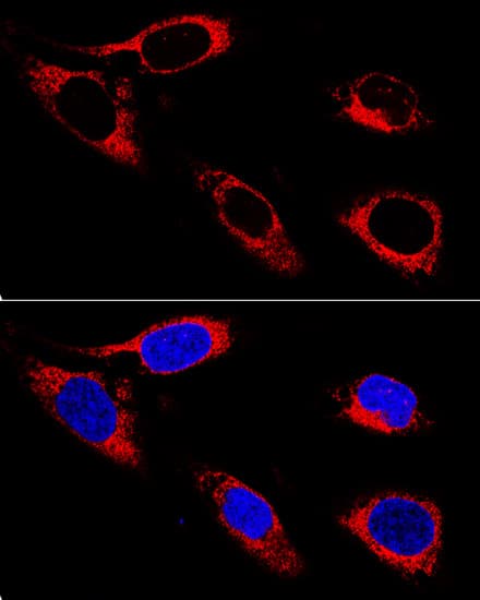 Immunocytochemistry/ Immunofluorescence: Protein Disulfide Isomerase/P4HB Antibody - BSA Free [NBP3-03678] - Confocal immunofluorescence analysis of U-2OS cells using Protein Disulfide Isomerase/P4HB Rabbit pAb (A0692) at dilution of 1:400. Blue: DAPI for nuclear staining.