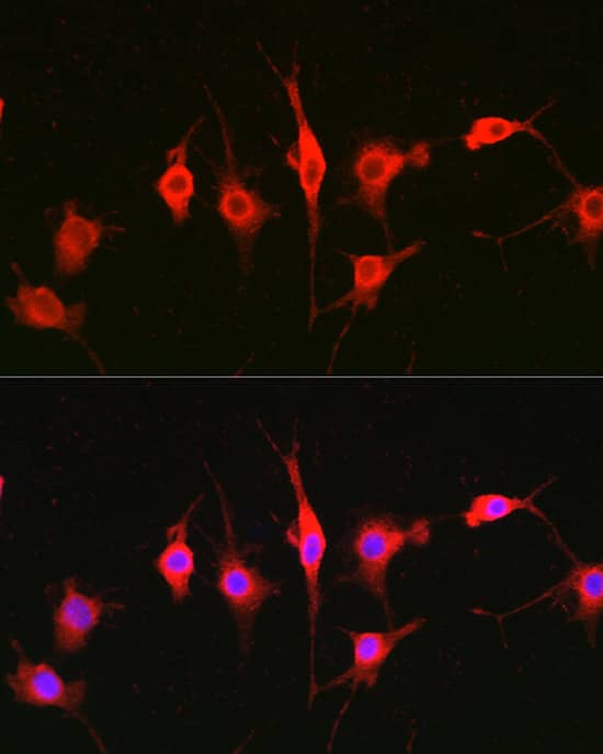 Immunocytochemistry/ Immunofluorescence: Heparanase/HPSE Antibody - Azide and BSA Free [Heparanase/HPSE] - Immunofluorescence analysis of BALB-3T3 cells using Heparanase/HPSE Rabbit pAb  at dilution of 1:100 (40x lens). Secondary antibody: Cy3-conjugated Goat anti-Rabbit IgG (H+L)  at 1:500 dilution. Blue: DAPI for nuclear staining.