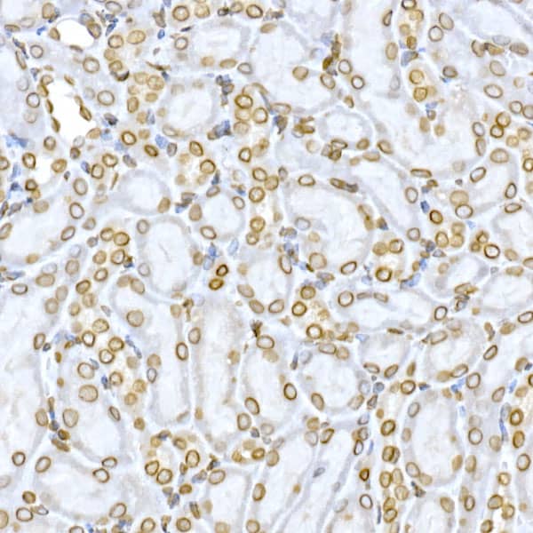 Immunohistochemistry: Lamin B1 Antibody - Azide and BSA Free [Lamin B1] - Immunohistochemistry analysis of paraffin-embedded Mouse kidney using Lamin B1 Rabbit pAb  at dilution of 1:150 (40x lens). High pressure antigen retrieval performed with 0.01M Citrate Bufferr (pH 6.0) prior to IHC staining.