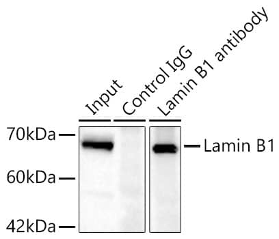 Immunoprecipitation: Lamin B1 Antibody - Azide and BSA Free [Lamin B1] - Immunoprecipitation of Lamin B1 in 300 ug extracts from Jurkat cells using 0.5 ug Lamin B1 Rabbit pAb . Western blot analysis was performed using Lamin B1 Rabbit pAb  at 1:1000 dilution.