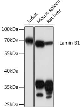 Western Blot: Lamin B1 Antibody - Azide and BSA Free [Lamin B1] - Western blot analysis of various lysates using Lamin B1 Rabbit pAb  at 1:1000 dilution.Secondary antibody: HRP-conjugated Goat anti-Rabbit IgG (H+L)  at 1:10000 dilution.Lysates/proteins: 25ug per lane.Blocking buffer: 3% nonfat dry milk in TBST.Detection: ECL Basic Kit .Exposure time: 1min.