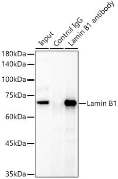 Immunoprecipitation: Lamin B1 Antibody - Azide and BSA Free [Lamin B1] - Immunoprecipitation analysis of 300 ug extracts of HeLa cells using 3 ug Lamin B1 antibody . Western blot was performed from the immunoprecipitate using Lamin B1 antibody  at a dilution of 1:1000.