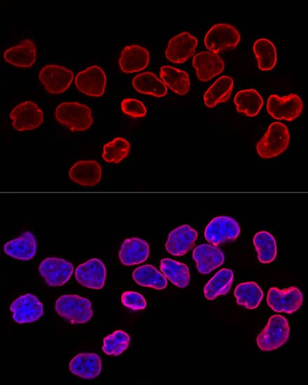 Immunocytochemistry/ Immunofluorescence: Lamin B1 Antibody - Azide and BSA Free [Lamin B1] - Confocal immunofluorescence analysis of HeLa cells using Lamin B1 Rabbit pAb  at dilution of 1:200. Blue: DAPI for nuclear staining.