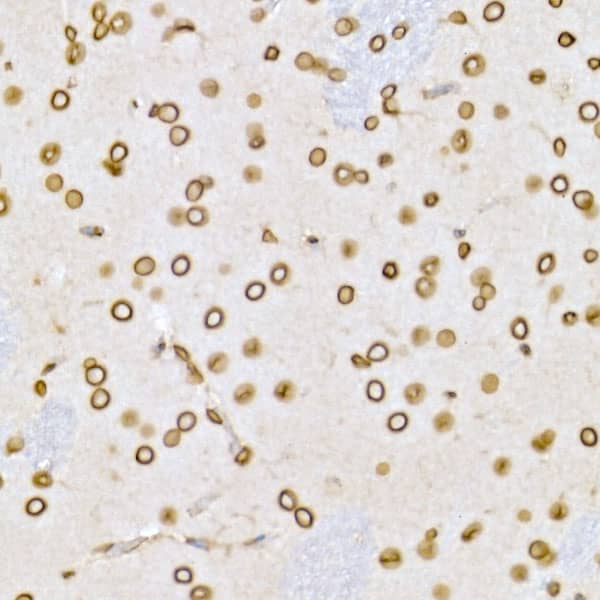 Immunohistochemistry: Lamin B1 Antibody - Azide and BSA Free [Lamin B1] - Immunohistochemistry analysis of paraffin-embedded Rat brain using Lamin B1 Rabbit pAb  at dilution of 1:150 (40x lens). High pressure antigen retrieval performed with 0.01M Citrate Bufferr (pH 6.0) prior to IHC staining.