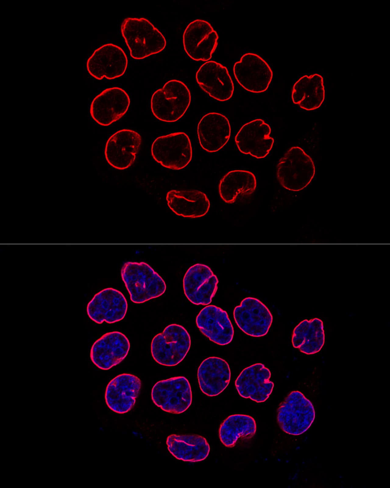 Immunocytochemistry/ Immunofluorescence: Lamin B1 Antibody - Azide and BSA Free [Lamin B1] - Confocal immunofluorescence analysis of HeLa cells using Lamin B1 Rabbit pAb  at dilution of 1:200. Blue: DAPI for nuclear staining.