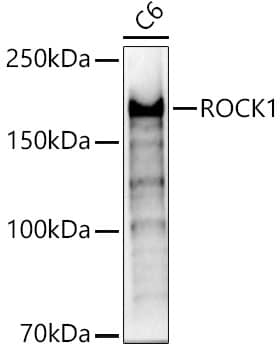 Western Blot: ROCK1 Antibody - BSA Free [ROCK1] - Western blot analysis of lysates from C6 cells, using [KO Validated] ROCK1 Rabbit pAb  at  1:1000 dilution.Secondary antibody: HRP Goat Anti-Rabbit IgG (H+L)  at 1:10000 dilution.Lysates/proteins: 25ug per lane.Blocking buffer: 3% nonfat dry milk in TBST.Detection: ECL Basic Kit .Exposure time: 30s.