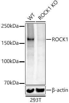 Western Blot: ROCK1 Antibody - BSA Free [ROCK1] - Western blot analysis of lysates from wild type(WT) and ROCK1 knockout (KO) 293T cells, using [KO Validated] ROCK1 Rabbit pAb  at  1:1000 dilution.Secondary antibody: HRP Goat Anti-Rabbit IgG (H+L)  at 1:10000 dilution.Lysates/proteins: 25ug per lane.Blocking buffer: 3% nonfat dry milk in TBST.Detection: ECL Basic Kit .Exposure time: 10s.