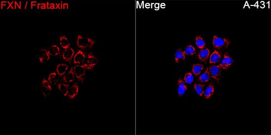 Immunocytochemistry/ Immunofluorescence: Frataxin Antibody - Azide and BSA Free [Frataxin] - Immunofluorescence analysis of A-431 cells using Frataxin Rabbit pAb  at a dilution of 1:100 (40x lens). Secondary antibody: Cy3-conjugated Goat anti-Rabbit IgG (H+L) at 1:500 dilution. Blue: DAPI for nuclear staining.