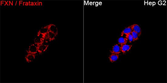 Immunocytochemistry/ Immunofluorescence: Frataxin Antibody - Azide and BSA Free [Frataxin] - Immunofluorescence analysis of Hep G2 cells using Frataxin Rabbit pAb  at a dilution of 1:100 (40x lens). Secondary antibody: Cy3-conjugated Goat anti-Rabbit IgG (H+L) at 1:500 dilution. Blue: DAPI for nuclear staining.