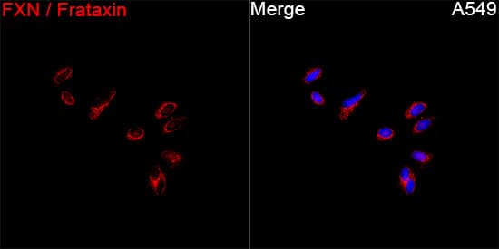 Immunocytochemistry/ Immunofluorescence: Frataxin Antibody - Azide and BSA Free [Frataxin] - Immunofluorescence analysis of A549 cells using Frataxin Rabbit pAb  at a dilution of 1:100 (40x lens). Secondary antibody: Cy3-conjugated Goat anti-Rabbit IgG (H+L) at 1:500 dilution. Blue: DAPI for nuclear staining.