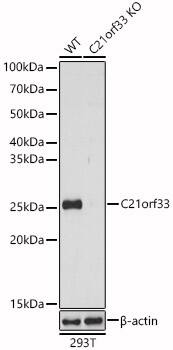 Western Blot: GATD3A Antibody - BSA Free [NBP3-03727] - Western blot analysis of extracts from wild type(WT) and GATD3A knockout (KO) 293T(KO) cells, using GATD3A antibody (A6429) at 1:1000 dilution.Secondary antibody: HRP Goat Anti-Rabbit IgG (H+L) (AS014) at 1:10000 dilution.Lysates/proteins: 25μg per lane.Blocking buffer: 3% nonfat dry milk in TBST.Detection: ECL Basic Kit (RM00020).Exposure time: 1s.