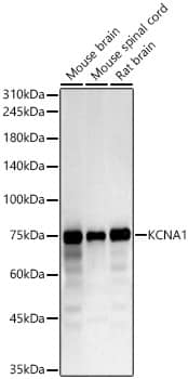 Western Blot Kv1.1 Antibody - Azide and BSA Free