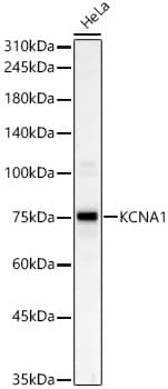 Western Blot Kv1.1 Antibody - Azide and BSA Free