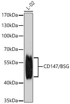 <b>Genetic Strategies Validation. </b>Western Blot: EMMPRIN/CD147 Antibody - Azide and BSA Free [EMMPRIN/CD147] - Western blot analysis of lysates from L-02 cells using EMMPRIN/CD147 Rabbit pAb  at 1:1000 dilution.Secondary antibody: HRP-conjugated Goat anti-Rabbit IgG (H+L)  at 1:10000 dilution.Lysates/proteins: 25 ug per lane.Blocking buffer: 3% nonfat dry milk in TBST.Detection: ECL Basic Kit .Exposure time: 90s.