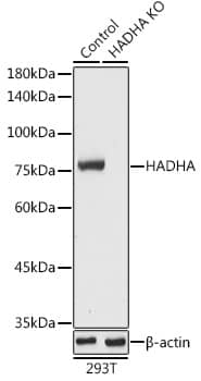 Western Blot: HADHA Antibody - BSA Free [HADHA] - Western blot analysis of lysates from wild type (WT) and HADHA knockout (KO) 293T cells, using [KO Validated] HADHA Rabbit pAb  at 1:5000 dilution.Secondary antibody: HRP-conjugated Goat anti-Rabbit IgG (H+L)  at 1:10000 dilution.Lysates/proteins: 25ug per lane.Blocking buffer: 3% nonfat dry milk in TBST.Detection: ECL Basic Kit .Exposure time: 1s.