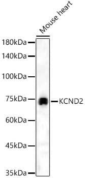 Western Blot Kv4.2 Antibody - BSA Free