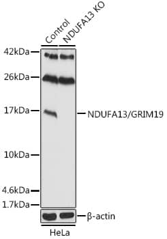 <b>Genetic Strategies Validation. </b>Western Blot: GRIM19 Antibody - Azide and BSA Free [GRIM19] - Western blot analysis of lysates from wild type (WT) and GRIM19 knockout (KO) HeLa cells, using [KO Validated] GRIM19 Rabbit pAb  at 1:1000 dilution.Secondary antibody: HRP-conjugated Goat anti-Rabbit IgG (H+L)  at 1:10000 dilution.Lysates/proteins: 25ug per lane.Blocking buffer: 3% nonfat dry milk in TBST.Detection: ECL Basic Kit .Exposure time: 10s.