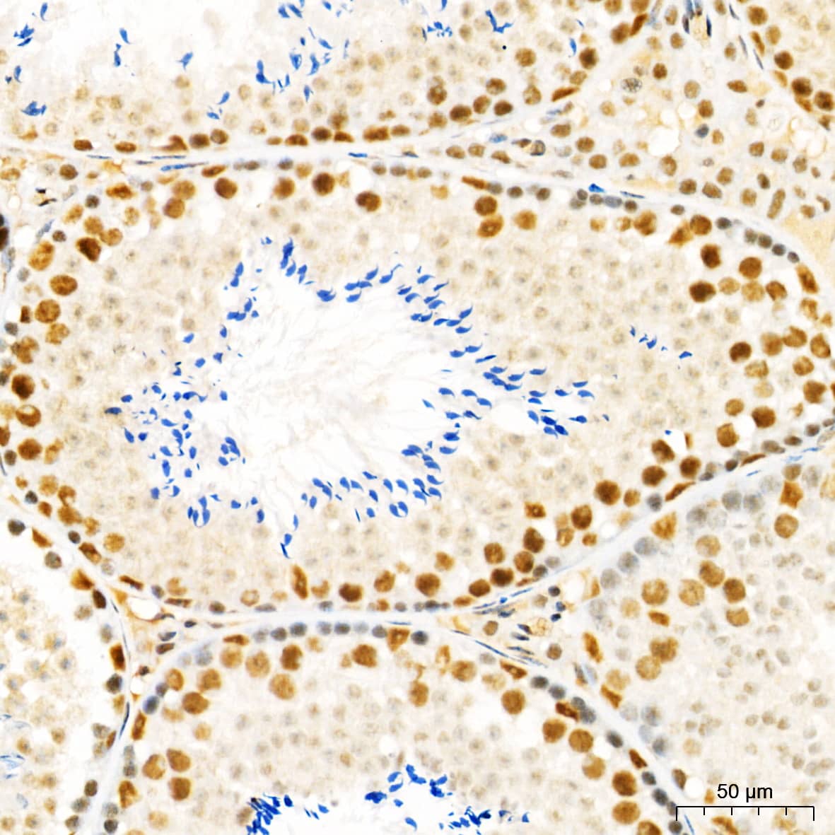 Immunohistochemistry: HYPB Antibody - Azide and BSA Free [HYPB] - Immunohistochemistry analysis of paraffin-embedded Mouse testis tissue using HYPB Rabbit pAb  at a dilution of 1:1000 (40x lens). High pressure antigen retrieval performed with 0.01M Citrate Buffer (pH 6.0) prior to IHC staining.