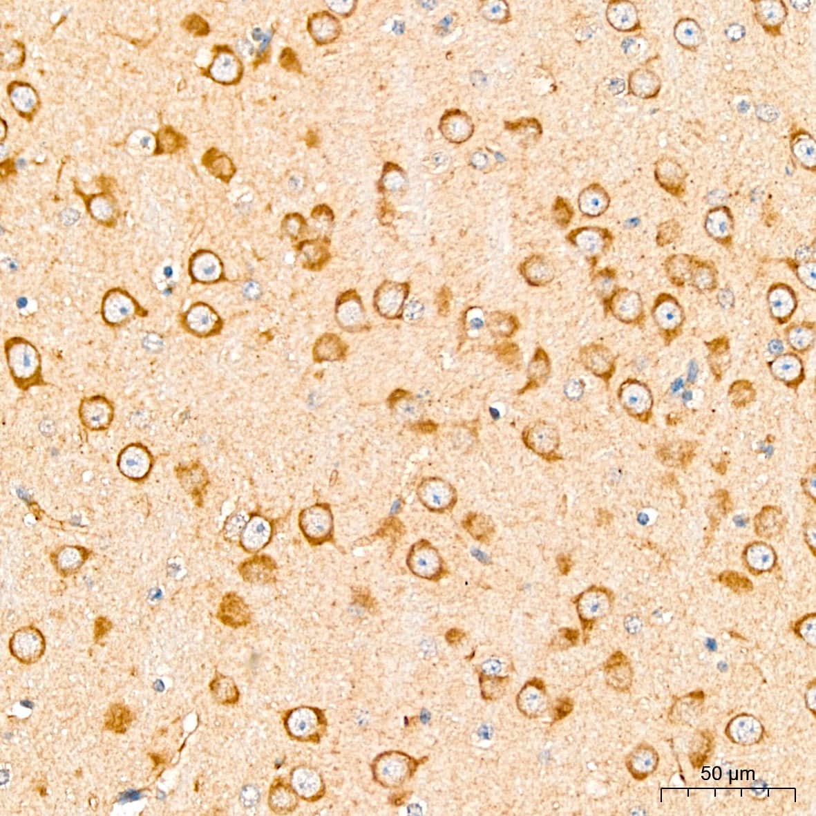 Immunohistochemistry: GFER/ALR Antibody - BSA Free [NBP3-03816] - Immunohistochemistry analysis of GFER/ALR in paraffin-embedded Mouse brain tissue using GFER/ALR Rabbit pAb (A5463) at a dilution of  1:400 (40x lens). High pressure antigen retrieval was performed with 0.01 M citrate buffer (pH 6.0) prior to IHC staining.