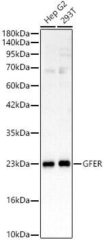 Western Blot GFER/ALR Antibody - BSA Free