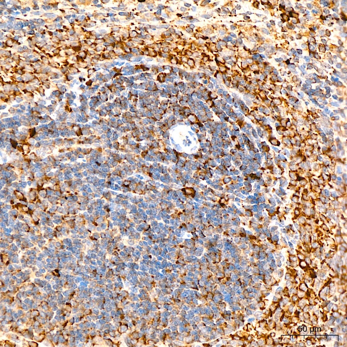 Immunohistochemistry: GFER/ALR Antibody - BSA Free [NBP3-03816] - Immunohistochemistry analysis of GFER/ALR in paraffin-embedded Mouse spleen tissue using GFER/ALR Rabbit pAb (A5463) at a dilution of  1:400 (40x lens). High pressure antigen retrieval was performed with 0.01 M citrate buffer (pH 6.0) prior to IHC staining.