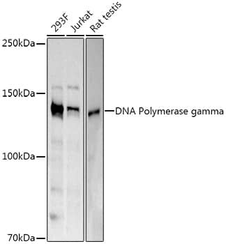 Western Blot: DNA Polymerase gamma Antibody - Azide and BSA Free [NBP3-03826] - Western blot analysis of extracts of various cell lines, using DNA Polymerase gamma Rabbit pAb antibody (A8451) at 1:500 dilution.Secondary antibody: HRP Goat Anti-Rabbit IgG (H+L) (AS014) at 1:10000 dilution.Lysates/proteins: 25μg per lane.Blocking buffer: 3% nonfat dry milk in TBST.Detection: ECL Basic Kit (RM00020).Exposure time: 60s.