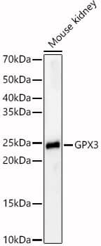 Western Blot: Glutathione Peroxidase 3/GPX3 Antibody - Azide and BSA Free [Glutathione Peroxidase 3/GPX3] - Western blot analysis of lysates from Mouse kidney, using Glutathione Peroxidase 3/GPX3 Rabbit pAb  at  1:800 dilution.Secondary antibody: HRP-conjugated Goat anti-Rabbit IgG (H+L)  at 1:10000 dilution.Lysates/proteins: 25ug per lane.Blocking buffer: 3% nonfat dry milk in TBST.Detection: ECL Basic Kit .Exposure time: 60s.