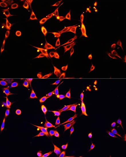 Immunocytochemistry/ Immunofluorescence: Heparanase/HPSE Antibody - Azide and BSA Free [Heparanase/HPSE] - Immunofluorescence analysis of NIH/3T3 cells using Heparanase/HPSE Rabbit pAb  at dilution of 1:100. Secondary antibody: Cy3-conjugated Goat anti-Rabbit IgG (H+L)  at 1:500 dilution. Blue: DAPI for nuclear staining.