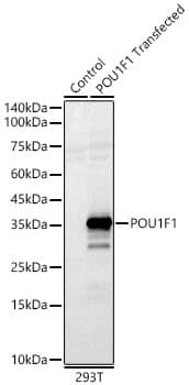 Western Blot: Pit1 Antibody - Azide and BSA Free [Pit1] - Western blot analysis of lysates from wild type (WT) and 293T cells transfected with Pit1 using Pit1 Rabbit pAb  at 1:400 dilution.Secondary antibody: HRP-conjugated Goat anti-Rabbit IgG (H+L)  at 1:10000 dilution.Lysates/proteins: 25ug per lane.Blocking buffer: 3% nonfat dry milk in TBST.Detection: ECL Basic Kit .Exposure time: 60s.